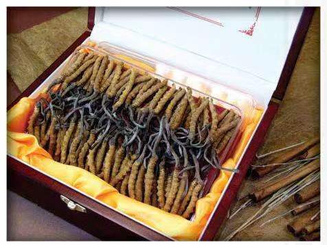 聂拉木冬虫夏草回收